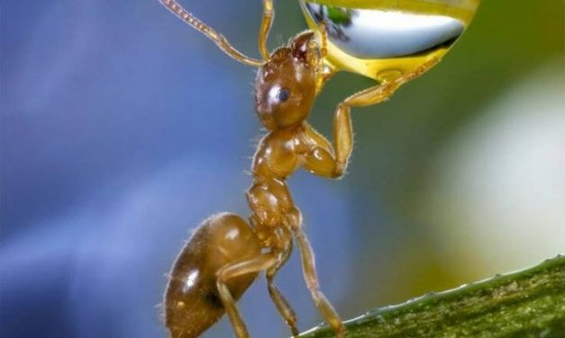 <span class="entry-title-primary">LXVII. szonett</span> <span class="entry-subtitle">William Shakespeare költeménye</span>