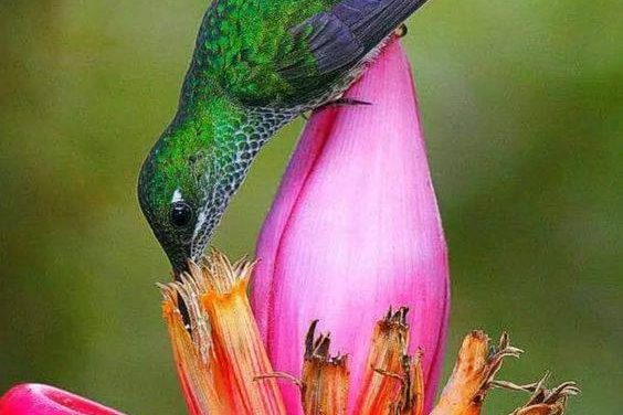 <span class="entry-title-primary">LXVIII. szonett</span> <span class="entry-subtitle">William Shakespeare költeménye</span>