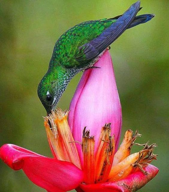 <span class="entry-title-primary">LXVIII. szonett</span> <span class="entry-subtitle">William Shakespeare költeménye</span>