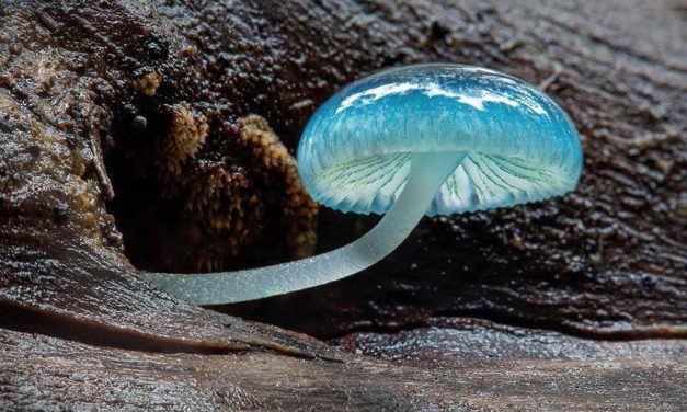 <span class="entry-title-primary">LXXVI. szonett</span> <span class="entry-subtitle">William Shakespeare költeménye</span>