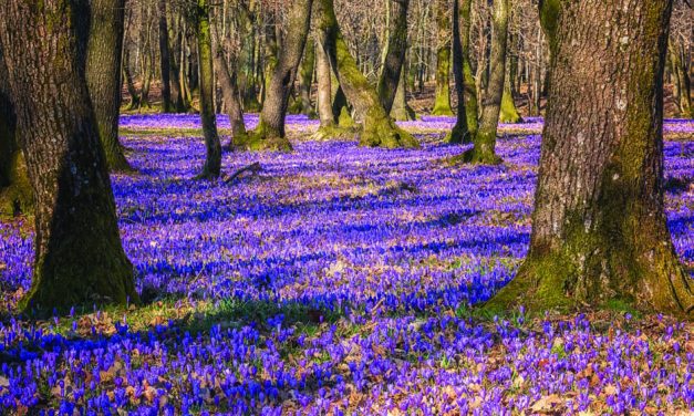 <span class="entry-title-primary">Beregszászban</span> <span class="entry-subtitle">Nagy Zoltán Mihály prózaverse</span>