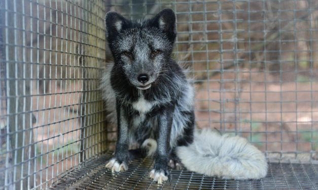 A Prada is száműzi kínálatából a szőrmét