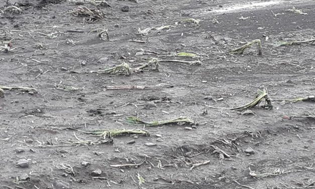 <span class="entry-title-primary">Orsi rajzai V.</span> <span class="entry-subtitle">Szabó Palócz Attila vizuális költeménye</span>