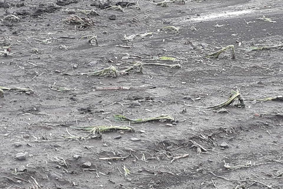 <span class="entry-title-primary">Orsi rajzai V.</span> <span class="entry-subtitle">Szabó Palócz Attila vizuális költeménye</span>