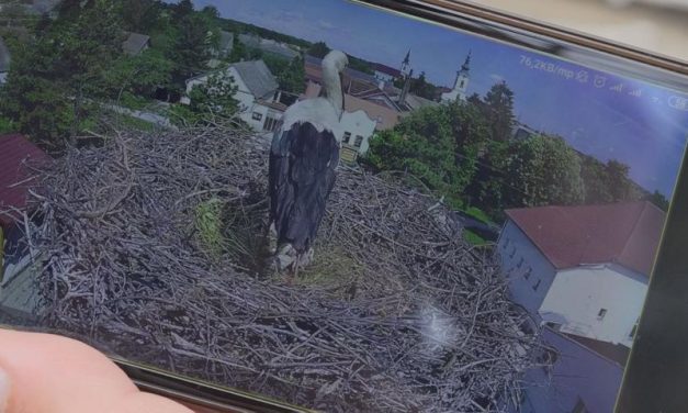A falunap után az egész világ online követheti majd a bácsfeketehegyi gólyafészekben a történéseket
