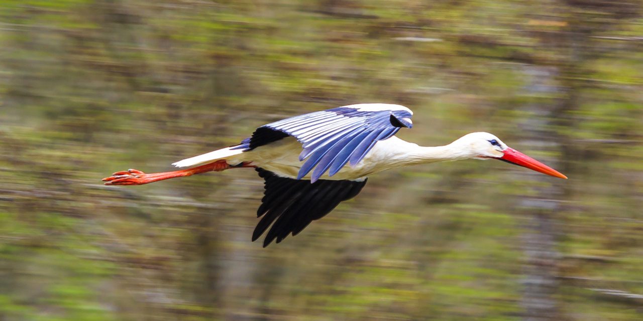 <span class="entry-title-primary">Vándormadarak világnapja</span> <span class="entry-subtitle">Vajdaságból indult az egyik legnagyobb vonuláskutató</span>