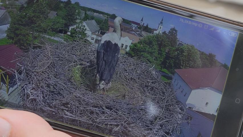 A falunap után az egész világ online követheti majd a bácsfeketehegyi gólyafészekben a történéseket