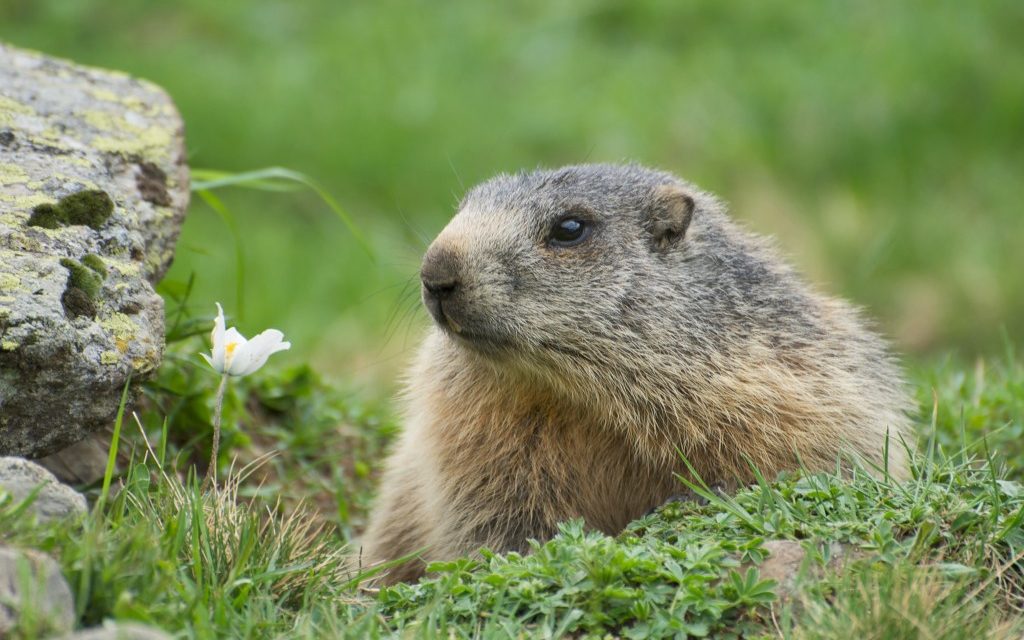 Hatással van az állatok genetikai sokszínűségére a klímaváltozás
