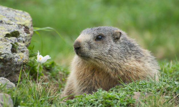 Hatással van az állatok genetikai sokszínűségére a klímaváltozás