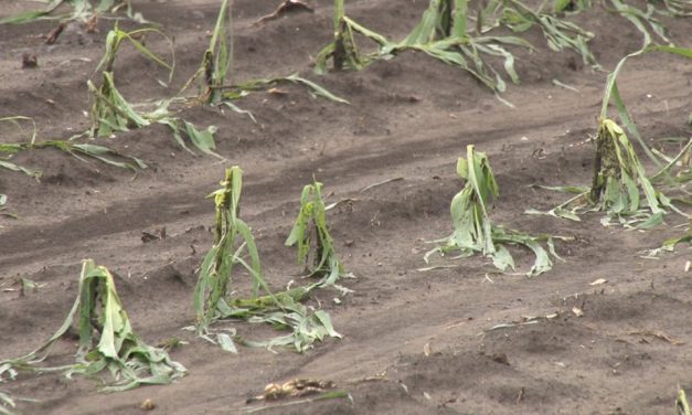 Nagy a jégkár Topolyán is, tönkretette a termést a vihar Vajdaságban