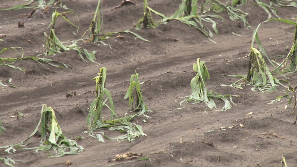 Nagy a jégkár Topolyán is, tönkretette a termést a vihar Vajdaságban