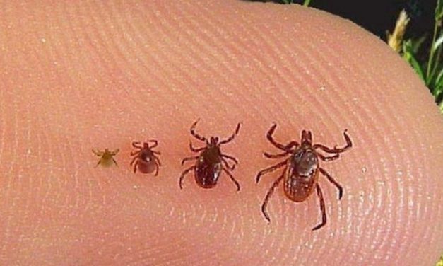 Méhészek figyelmébe: Kullancsirtás lesz az észak-bácskai településeken