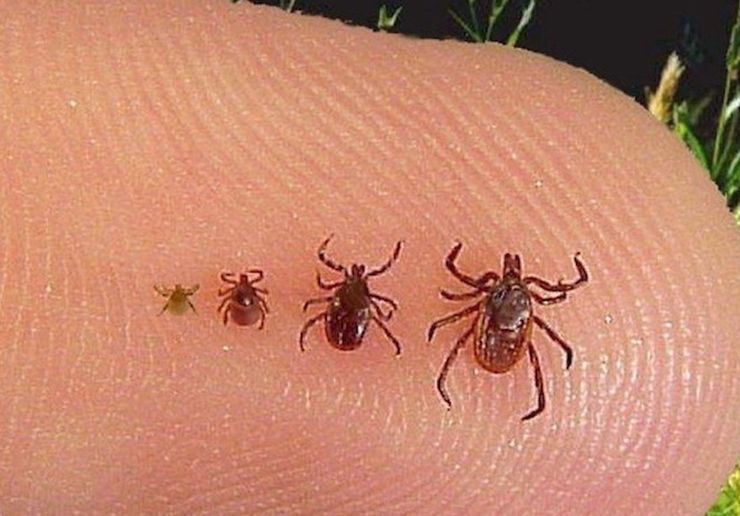 Méhészek figyelmébe: Kullancsirtás lesz az észak-bácskai településeken