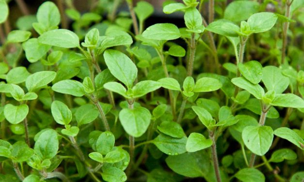 Drog helyett majorannát, sütőport és lisztet árultak