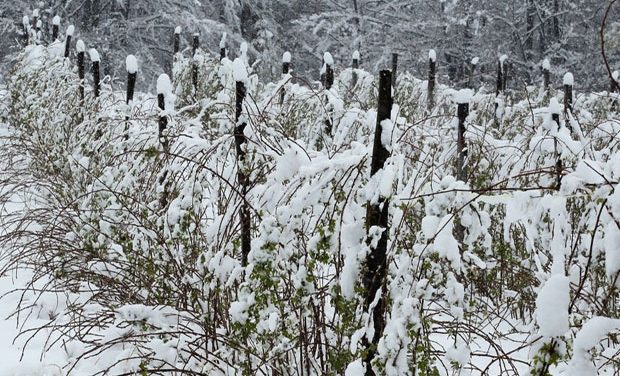 A hó tönkretette a szerbiai málnatermést