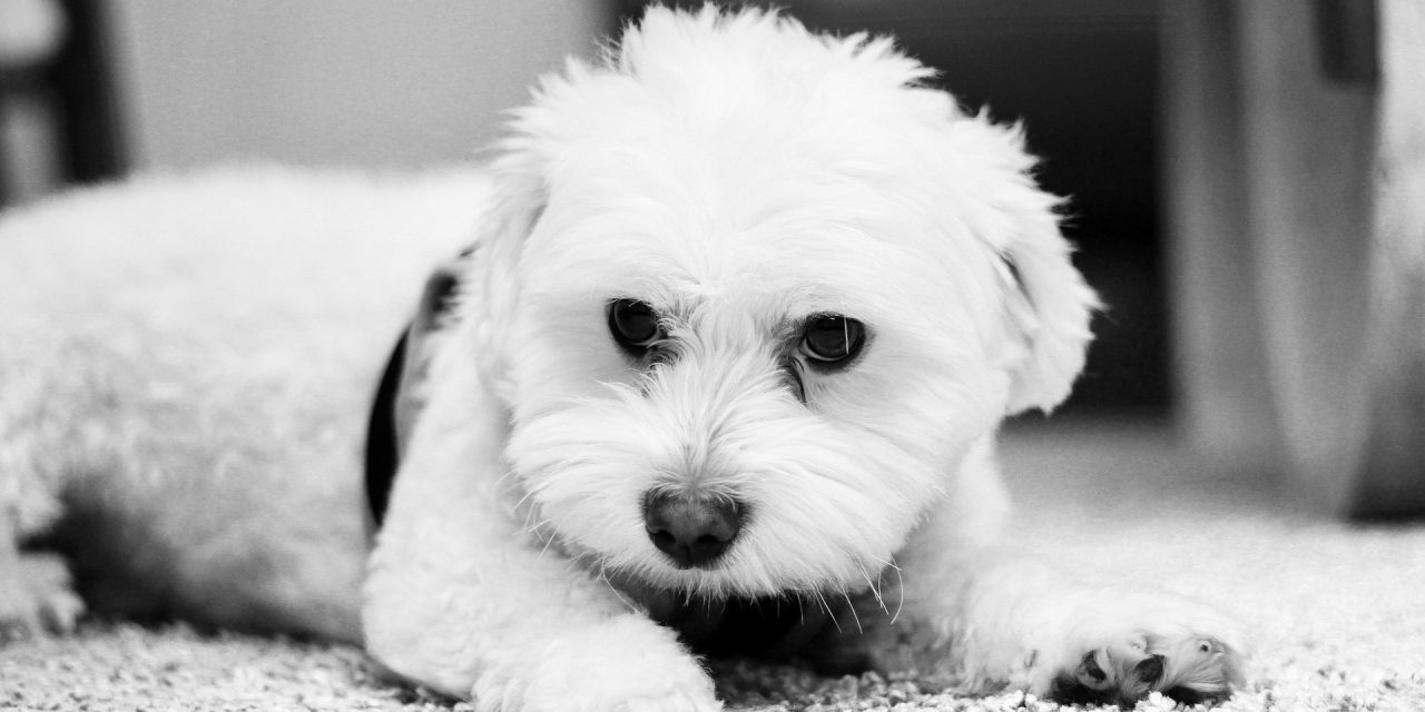 Újvidék: A tolvaj letépte a járókelő nyakláncát, majd egy kutyát is megölt