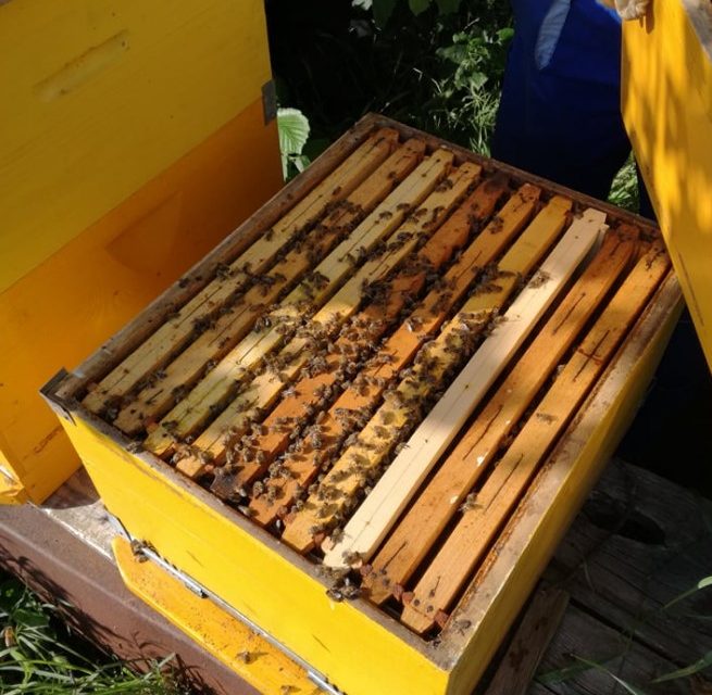 Tömeges méhpusztulás Nagykikindán – A kár felbecsülhetetlen