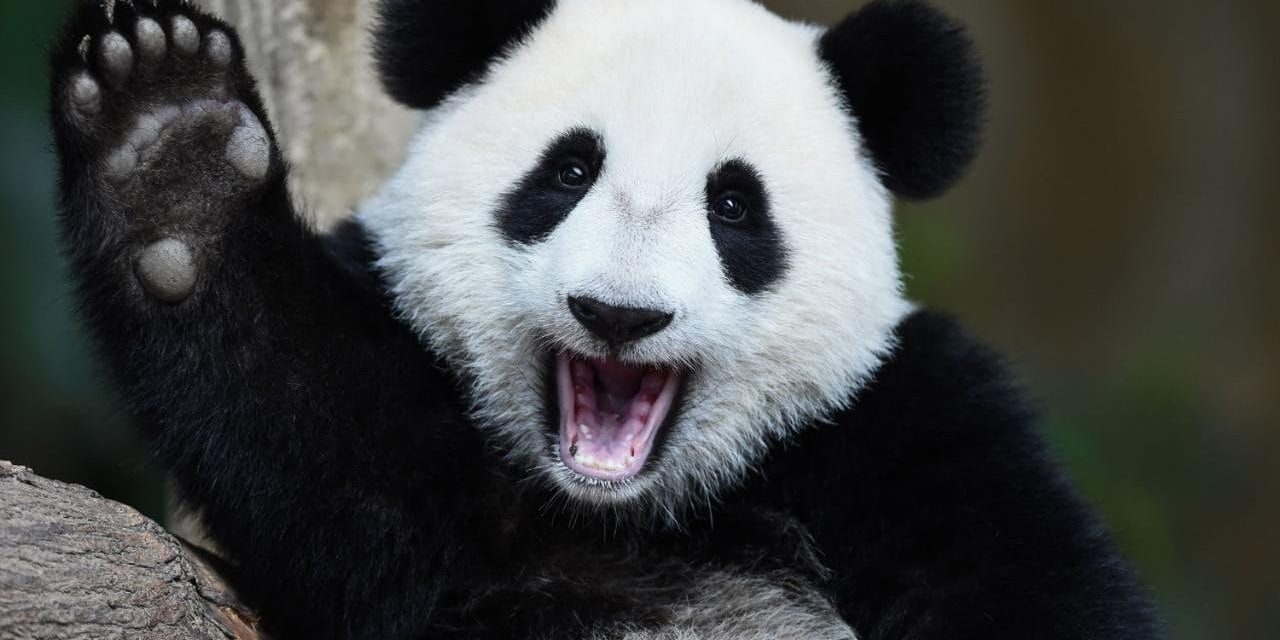 Pandaarc-felismerő applikációt alkottak