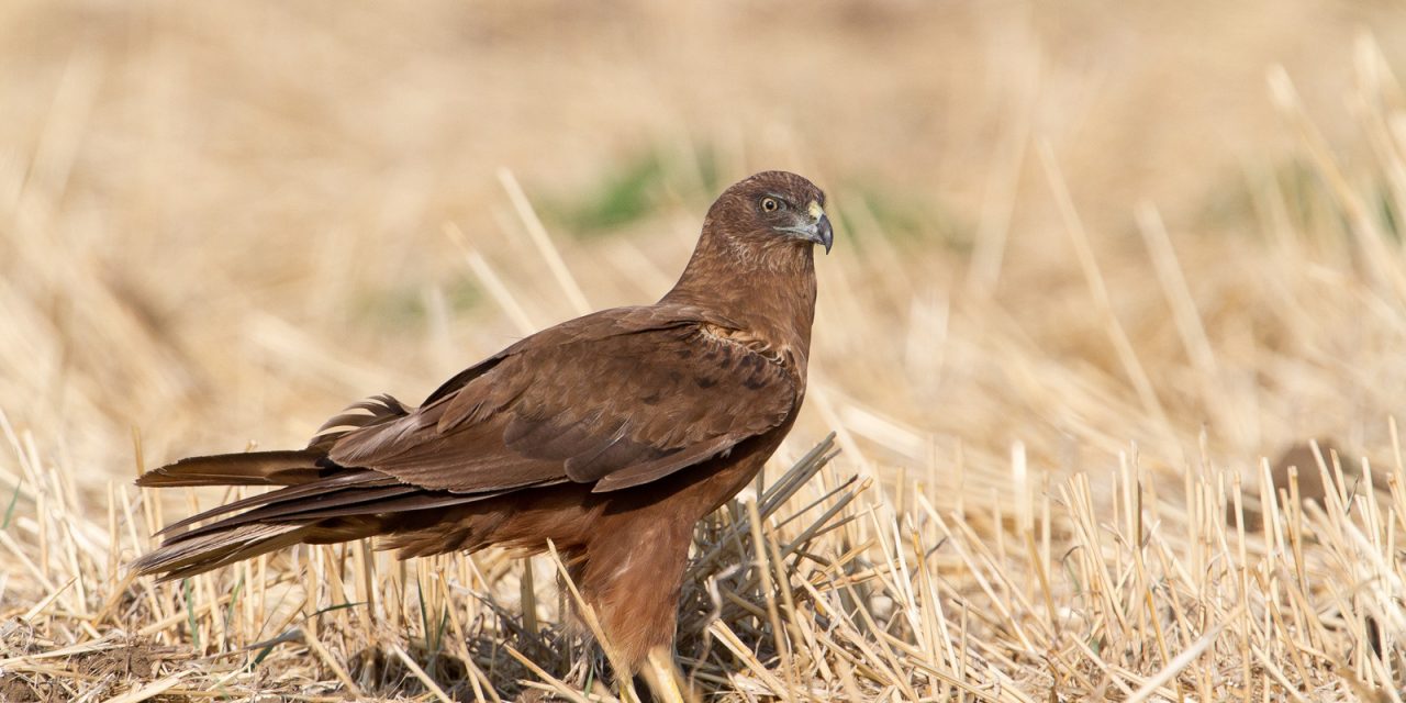 Mérgezett madarakat találtak Zentagunarasnál
