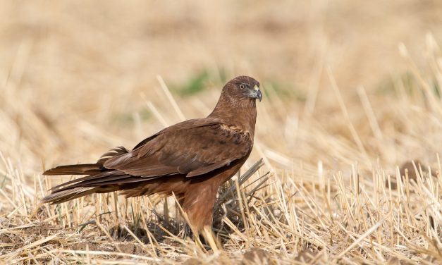 Mérgezett madarakat találtak Zentagunarasnál