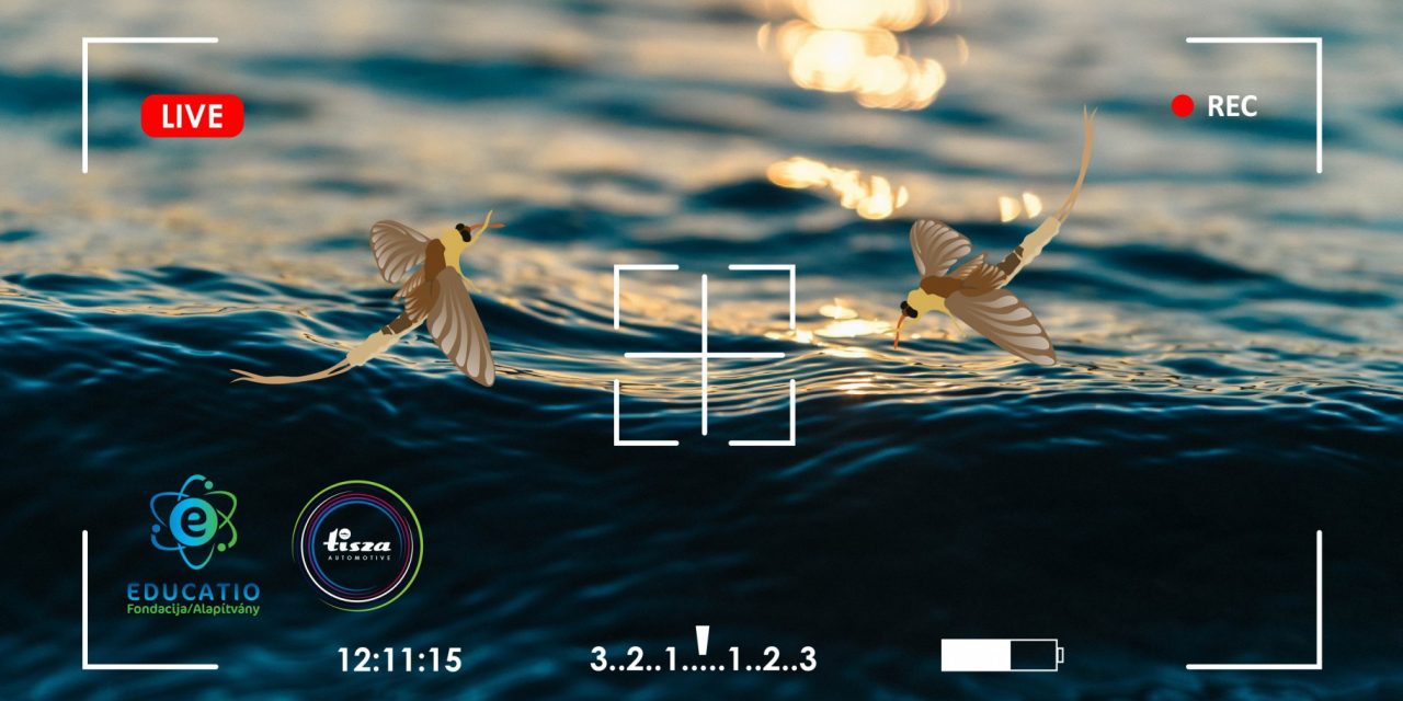 Zenta: Nézze élőben a tiszavirágzást!