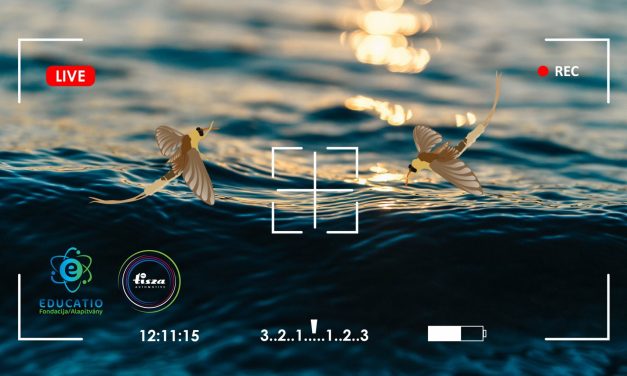 Zenta: Nézze élőben a tiszavirágzást!