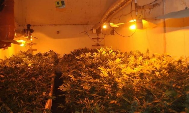 Szabadka: Marihuána előállításával foglalkozó mini laboratóriumokat fedeztek fel – őrizetben a 42 éves férfi