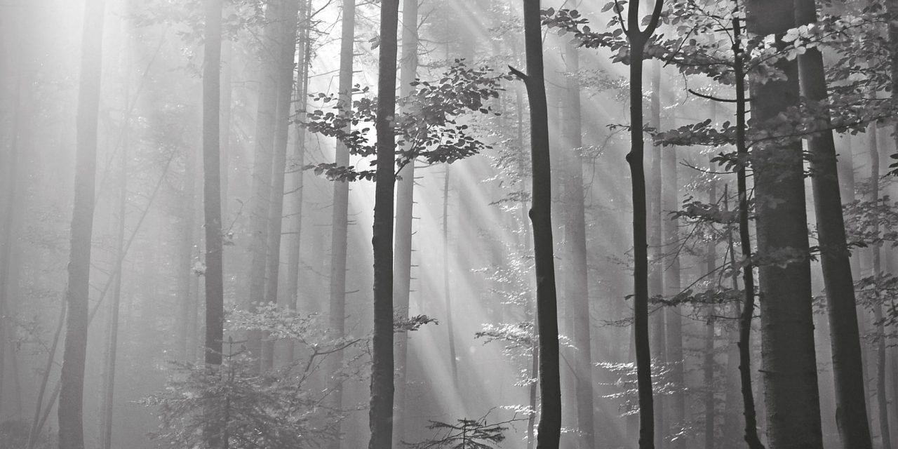 <span class="entry-title-primary">Szeret az erdő</span> <span class="entry-subtitle">Áprily Lajos verse</span>