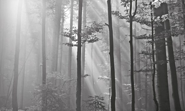 <span class="entry-title-primary">Szeret az erdő</span> <span class="entry-subtitle">Áprily Lajos verse</span>