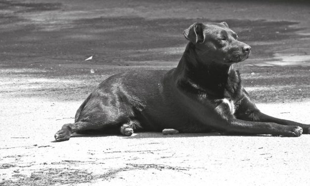 <span class="entry-title-primary">A kis kutya</span> <span class="entry-subtitle">Kosztolányi Dezső verse A szegény kisgyermek panaszai című ciklusból</span>