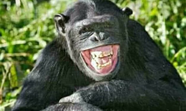 <span class="entry-title-primary">Vasárnap esti kedvcsináló</span> <span class="entry-subtitle">Mottó: A hétfői munka aranyat ér</span>