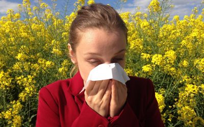 Magas a nyírfa pollenkoncentrációja