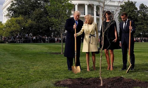 Elpusztult az amerikai-francia barátságot jelképező facsemete