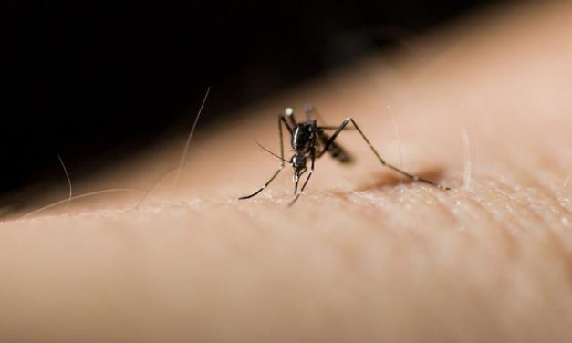 <span class="entry-title-primary">Szakszerű, de hatástalan szúnyogirtás?</span> <span class="entry-subtitle">Családi Kör, 2019. június 27. – lapszemle</span>