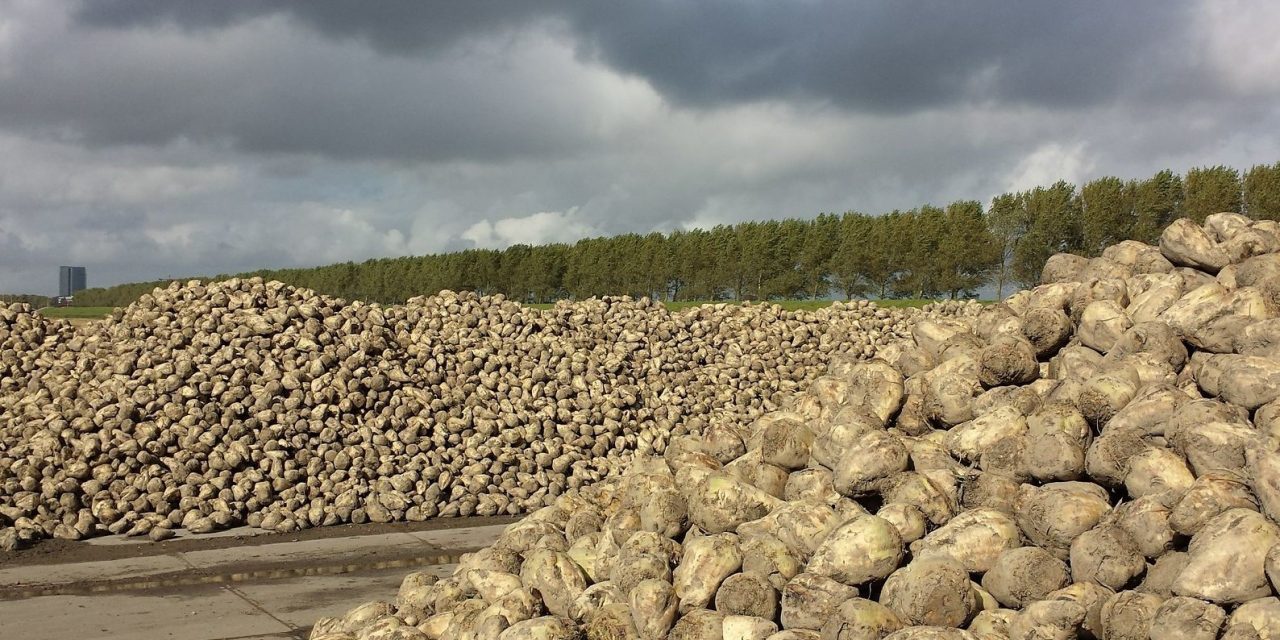 Leépülőben a szerbiai cukoripar