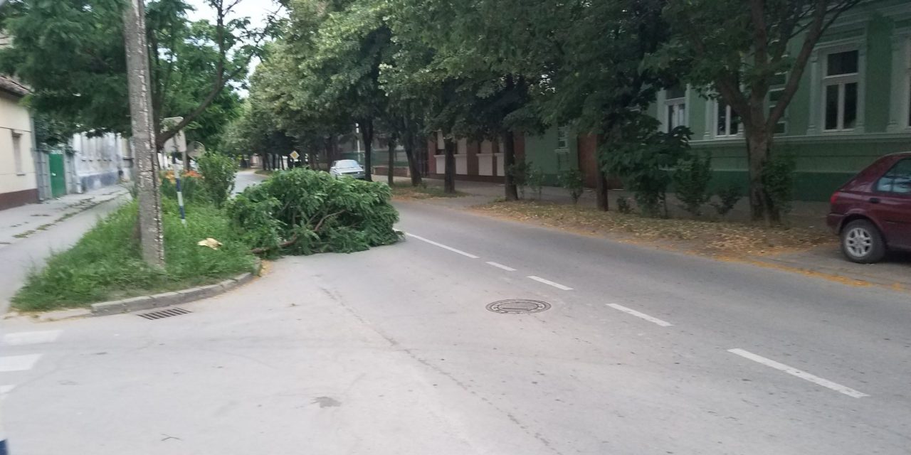 Zenta: Letört faág akadályozza a közlekedést