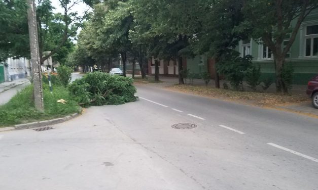 Zenta: Letört faág akadályozza a közlekedést