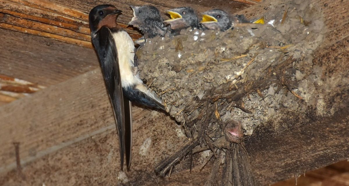 Egy törökfalui gazdaságban van a legtöbb fecskefészek Szerbiában (Fotók)