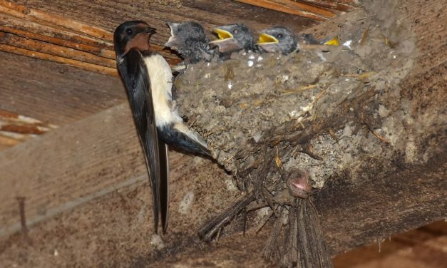 Egy törökfalui gazdaságban van a legtöbb fecskefészek Szerbiában (Fotók)