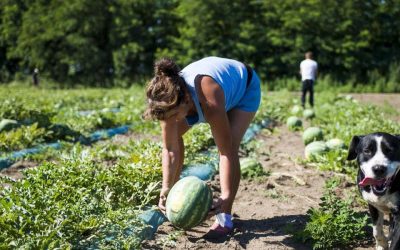 A napszámosok napidíja akár 7000 dinár is lehet, mégis alig találnak munkaerőt