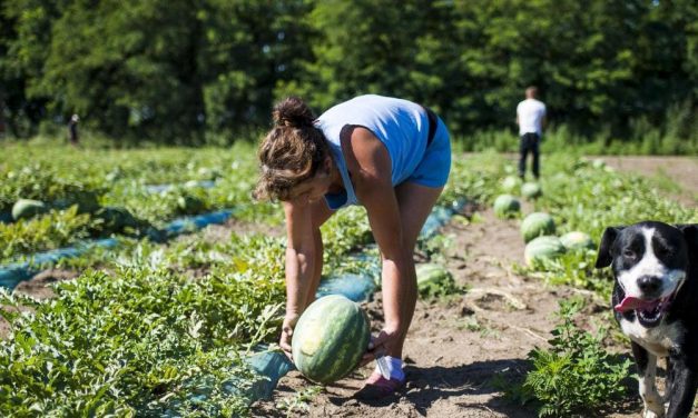 A legkeresettebb munkaerő: a szerbiai idénymunkás