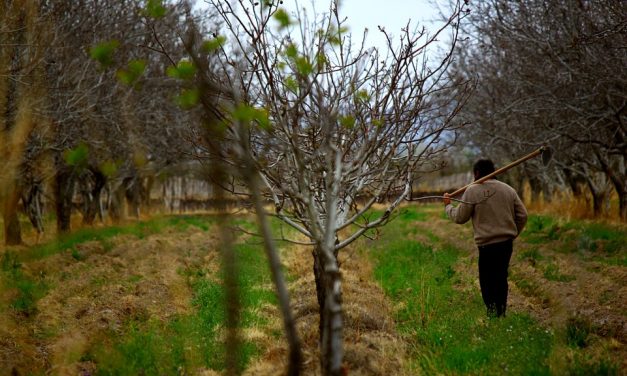 Magyarkanizsa: Szolgáltató központ segíti az idénymunkásokat foglalkoztató cégeket