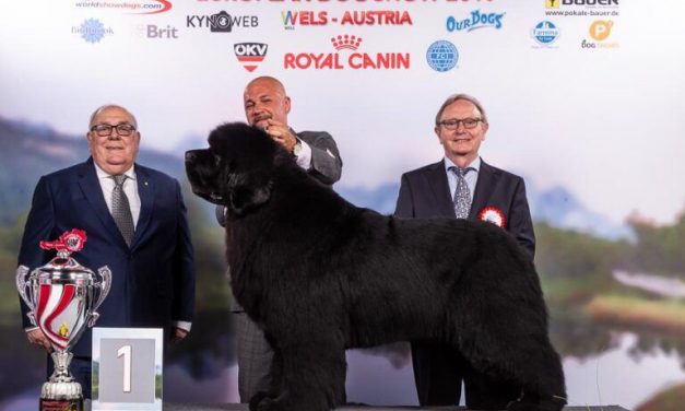 <span class="entry-title-primary">Magyar kutya lett Európa legszebbje</span> <span class="entry-subtitle">Húszezer eb közül választották ki őt erre a címre</span>