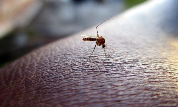 Szúnyogirtás: Csókán elhalasztják, Magyarkanizsán sajtótájékoztatót tartanak