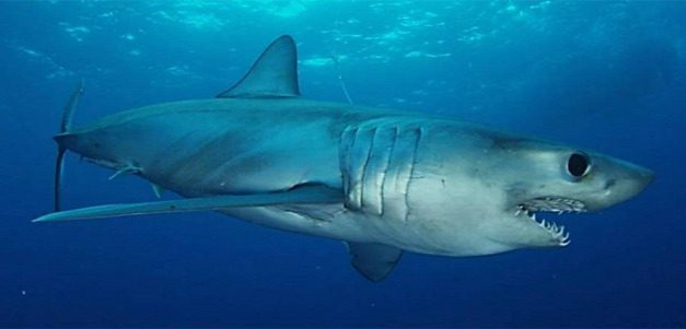 Cápát láttak Makarskánál (Videóval)