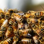 Többezer hektárnyi akácos égett le Deliblátón, katasztrófa sújtja a méhészeket