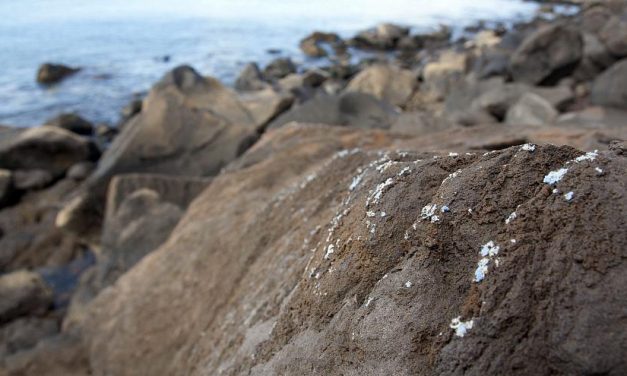 Újabb aggasztó jele van az óceánok műanyag szennyezettségének