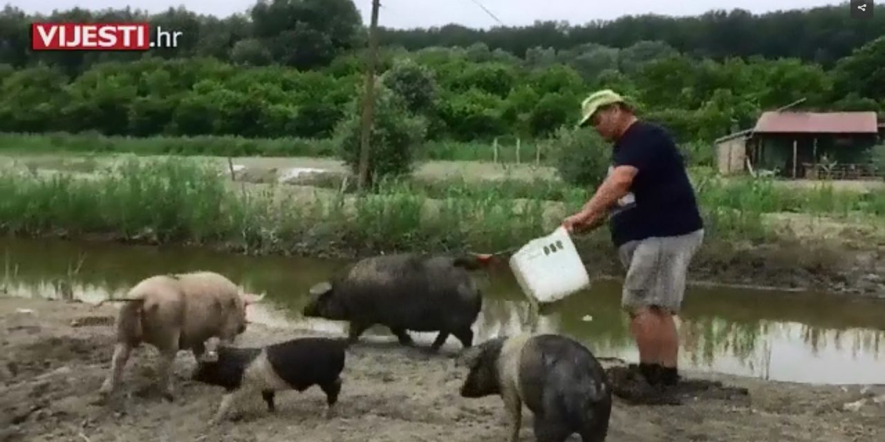 Szúnyoginvázió: Szlavóniában gázolajjal kenik be a jószágokat