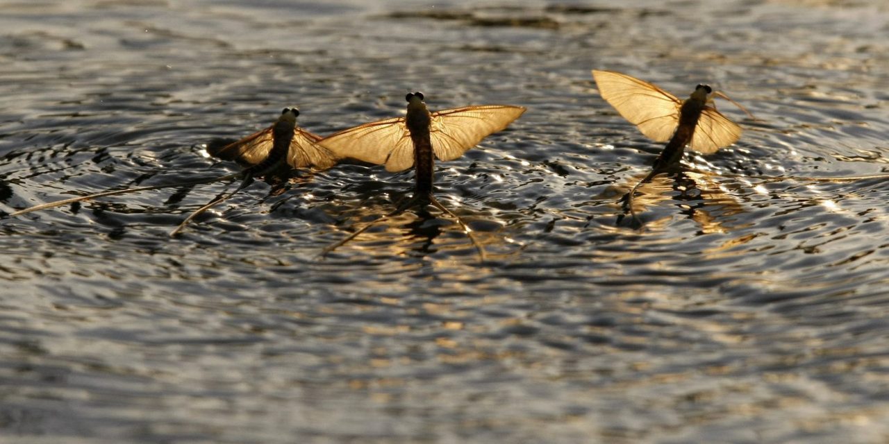 Rendőrök vigyázzák a kérészek táncát a Tiszán és mellékfolyóin