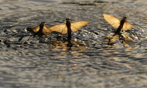 Rendőrök vigyázzák a kérészek táncát a Tiszán és mellékfolyóin